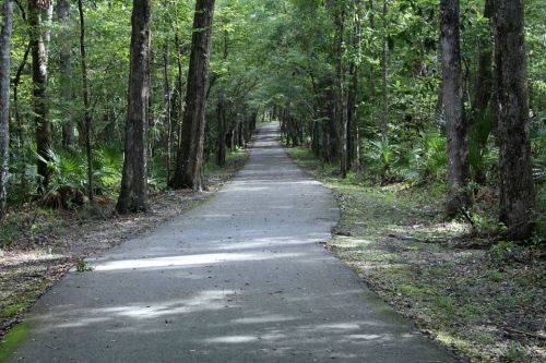 A serene, tree-lined path winding through a lush green forest.
