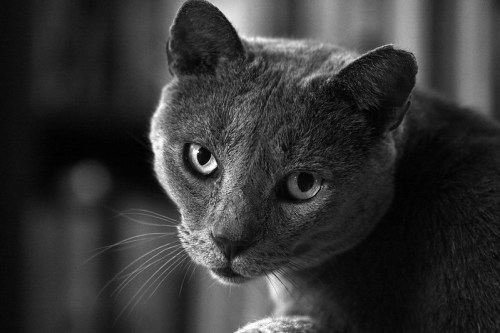 A close-up of a gray cat's face in black and white, with intense eyes and a focused expression.