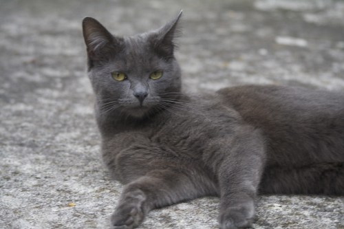 A gray cat with yellow eyes lounging on a textured surface, looking curiously at the camera.
