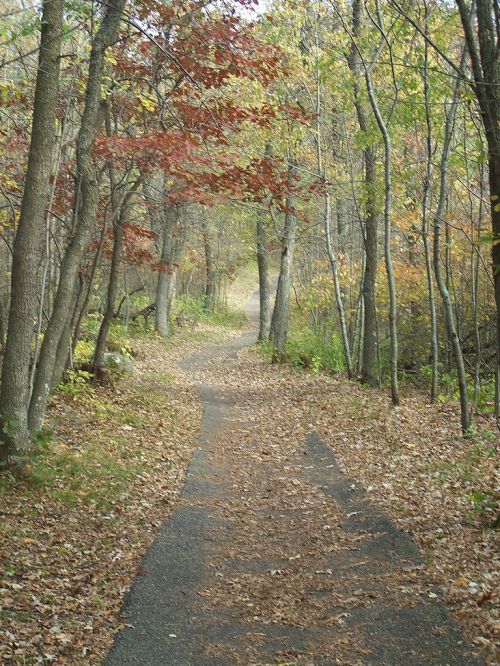 A winding path through a forest, lined with trees displaying autumn foliage and scattered fallen leaves.