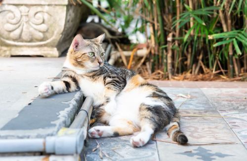 A calico cat lounging on a tiled surface, surrounded by greenery and plants.