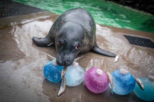 A seal plays with colorful ice treats and fish on a wet surface near water.