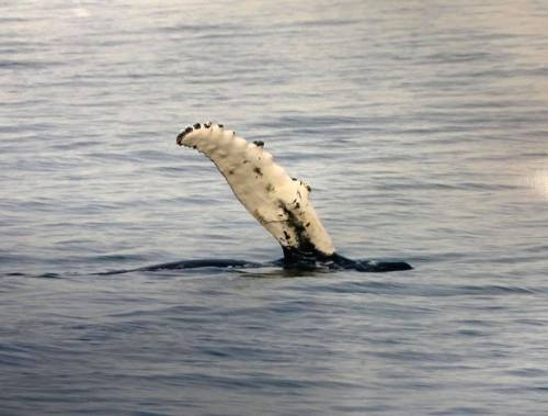 A whale's fin partially emerges from calm water, showcasing its white underside against a serene backdrop.