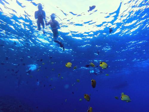 Two snorkelers explore underwater, surrounded by colorful fish in a vibrant blue ocean.
