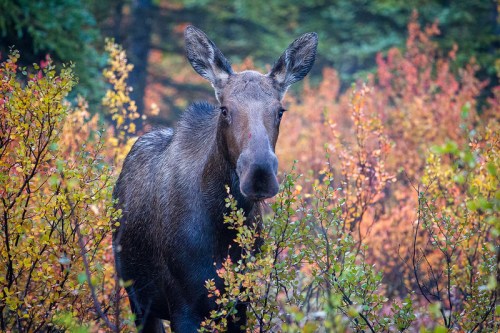 A moose stands among colorful autumn foliage, surrounded by vibrant orange and yellow leaves.