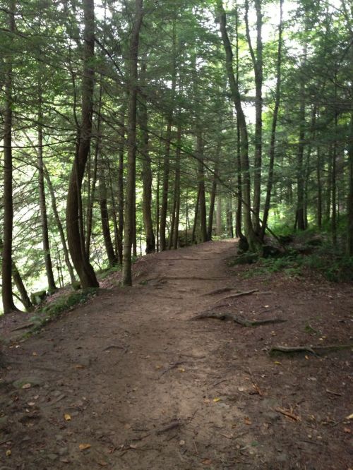 A winding dirt path through a dense forest with tall trees and lush greenery on either side.