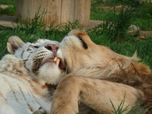 A white tiger and a lion playfully interacting while lying on green grass.
