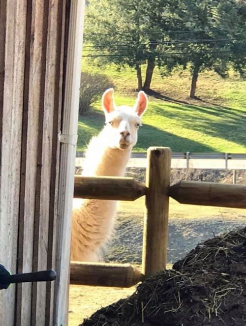 A white llama peeks around a wooden fence, with green hills in the background.