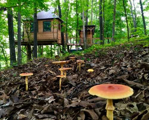 A treehouse nestled in a forest, surrounded by green trees and a cluster of orange-capped mushrooms on the ground.