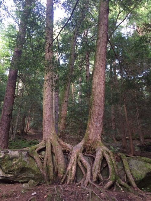 Two tall trees with exposed, sprawling roots in a lush green forest. Sunlight filters through the leaves above.