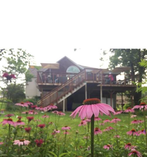 A pink flower in the foreground with a wooden house and people on a deck in the background, surrounded by greenery.