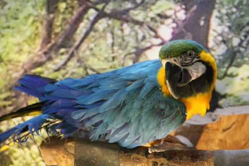 A colorful macaw with blue and yellow feathers perched on a branch, set against a blurred natural background.