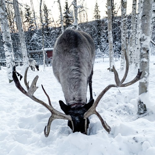 A reindeer with large antlers is foraging in the snow among birch trees in a winter landscape.