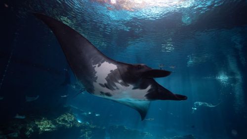 A majestic manta ray glides gracefully through clear blue water, surrounded by soft light and other marine life.