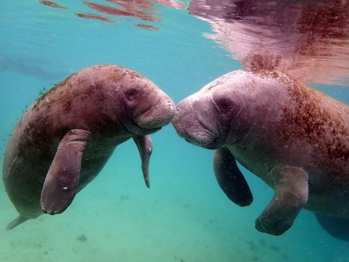 Two manatees swim close together underwater, their faces nearly touching in a serene aquatic setting.