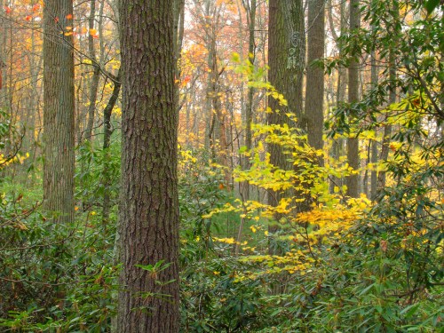 A serene forest scene with tall trees and vibrant autumn leaves among lush greenery.