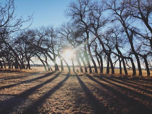 Sunlight filters through bare trees, casting long shadows on a grassy field under a clear blue sky.