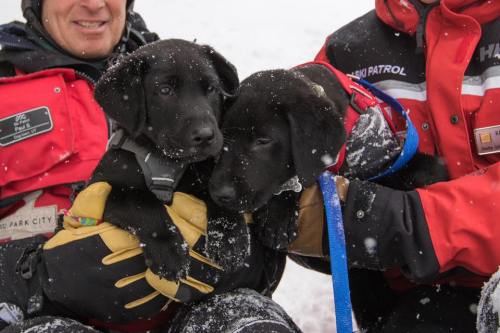 Two black puppies being held by ski patrol members in snowy conditions, wearing red jackets and gloves.