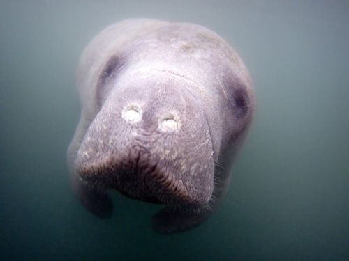 A close-up of a manatee swimming underwater, with its round face and whiskered snout visible.