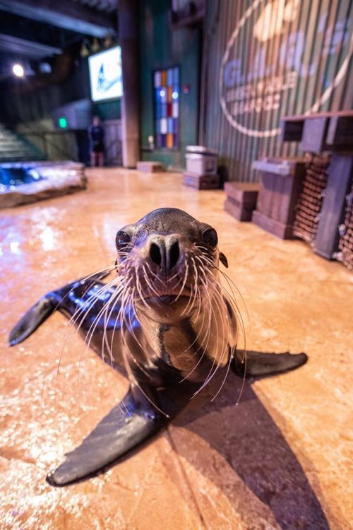 A curious sea lion with whiskers looks directly at the camera in a marine exhibit setting.