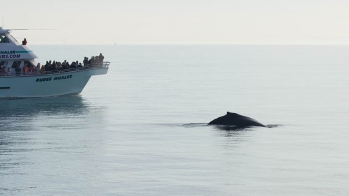 A whale surfaces near a boat with tourists, surrounded by calm waters and a clear sky.