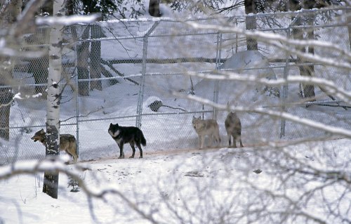 A group of wolves stands in a snowy landscape, surrounded by a fence and trees.