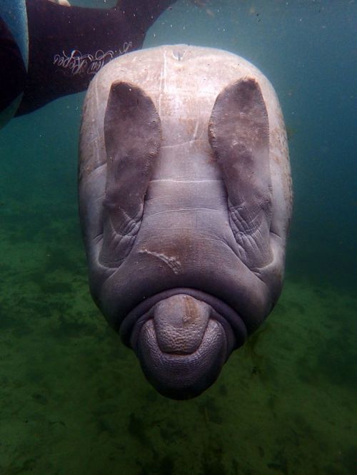 A close-up of a manatee's face underwater, with a diver partially visible in the background.