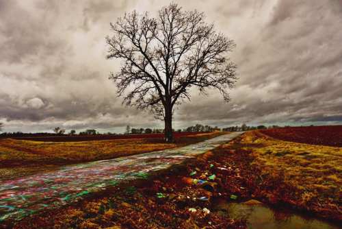 A solitary tree stands beside a winding road under a cloudy sky, with scattered debris in the foreground.