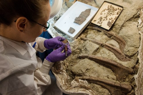 A researcher in gloves examines fossilized bones at a dig site, with tools and fragments nearby.