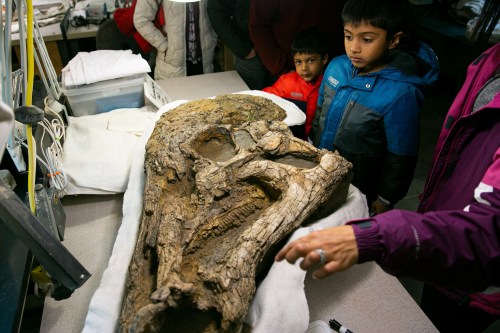Children observe a large fossil on a table, while an adult points to it, in a museum or educational setting.