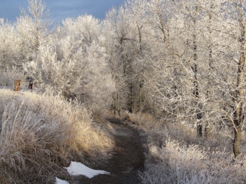 A frosty path winds through trees and grass, glistening with ice in a serene winter landscape.