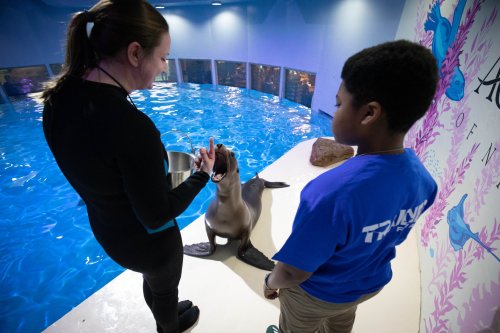 A trainer feeds a sea lion while a child watches in an aquarium setting with a blue pool.
