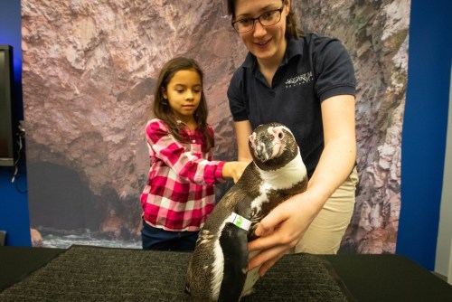 A child and a woman interact with a penguin during a presentation at an aquarium.
