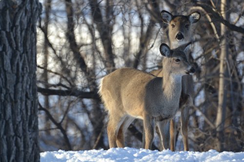 Two deer stand in a snowy landscape, surrounded by trees, with one deer slightly behind the other.