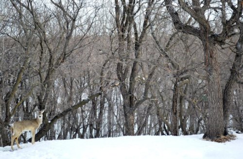 A deer stands in a snowy landscape surrounded by bare trees in winter.