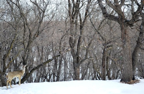 A deer stands in a snowy landscape surrounded by bare trees.