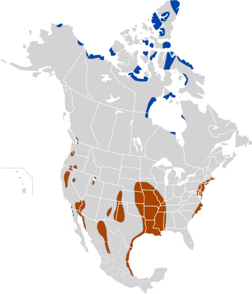 Map of North America showing regions in blue, brown, and gray, indicating different ecological zones or species distributions.