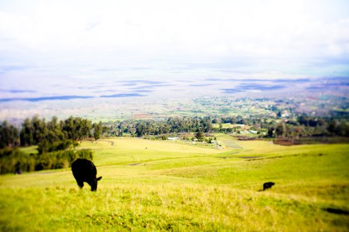 A cow grazes on a lush green hillside with a panoramic view of the valley below.