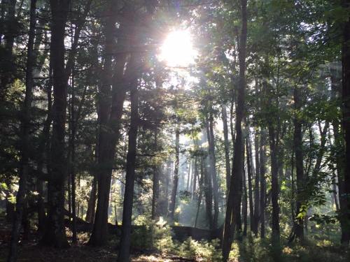 Sunlight filters through tall trees in a misty forest, creating a serene and tranquil atmosphere.