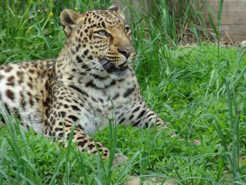 A leopard resting in tall green grass, showcasing its distinctive spotted coat and alert expression.