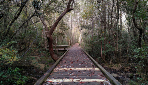A wooden boardwalk winding through a dense forest, surrounded by trees and fallen leaves.