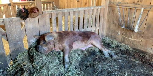 A pig lies on a bed of hay in a barn, with two chickens perched on the fence above.