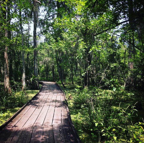 A wooden boardwalk winding through a lush, green forest with tall trees and dense vegetation.