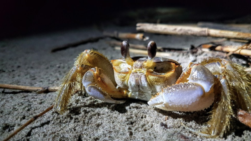 A close-up of a crab on sandy ground, with its eyes raised and surrounded by small sticks.