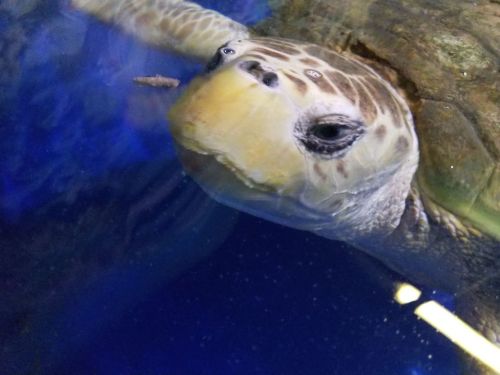 A close-up of a sea turtle swimming in clear blue water, with a rocky background.
