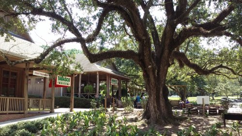A large tree stands beside a museum with signs, surrounded by greenery and a sunny outdoor area.