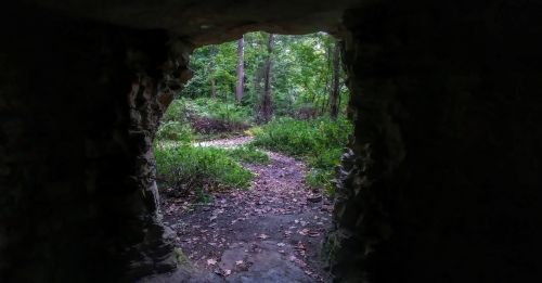 View from a cave opening, revealing a lush green forest path surrounded by trees and foliage.