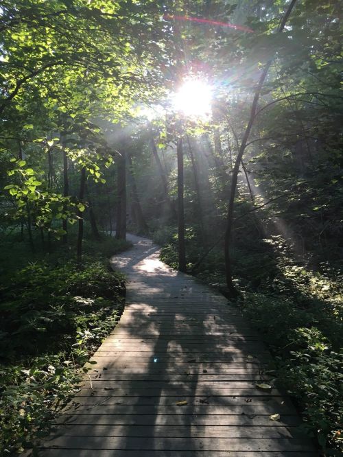 A sunbeam filters through trees onto a winding wooden path in a serene forest.