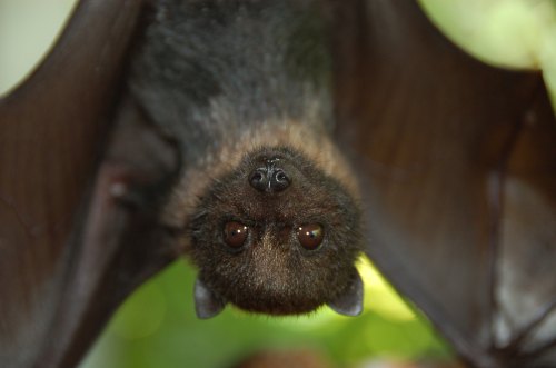 A close-up of a bat hanging upside down, showcasing its dark fur and large eyes against a blurred green background.