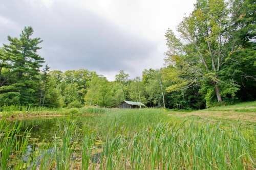 A serene pond surrounded by lush greenery and trees, with a rustic cabin in the background under a cloudy sky.